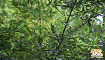 108 Bamboo Card 1 (size: 3.375″ x 2.125″ landscape)