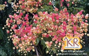 107-1 Heaven’s Chandelier (size: 3.375″ x 2.125″ in landscape)