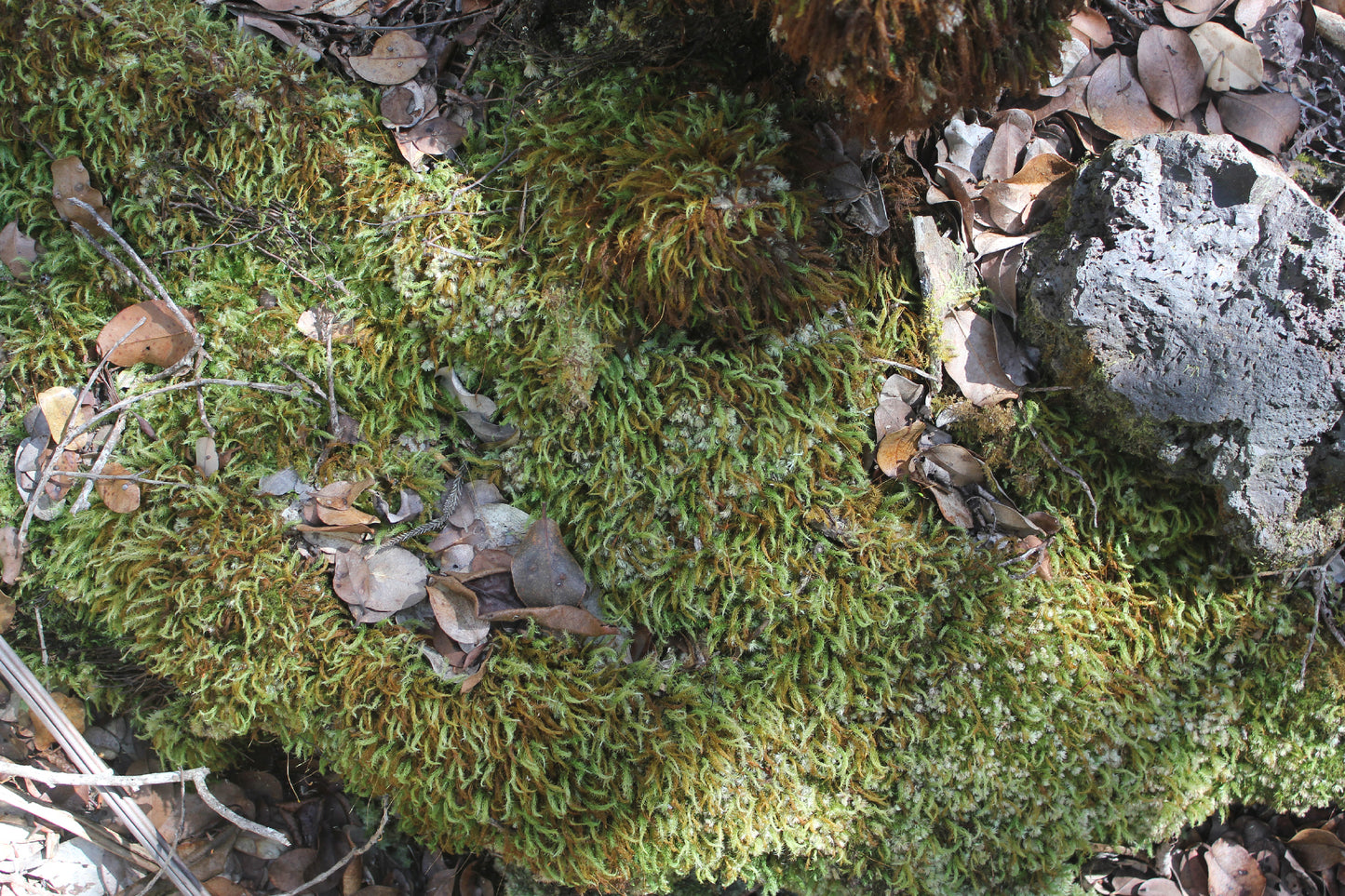 111 Moss (size: 3.375″ x 2.125″ landscape)
