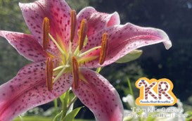 106-1 Pink Lilly of Love (size: 3.375″ x 2.125″ landscape)