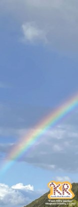 202 Rainbow Filter (size: 2″x5″ portrait)