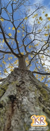 203-1 Tree Strength (size: 2″x5″ portrait)
