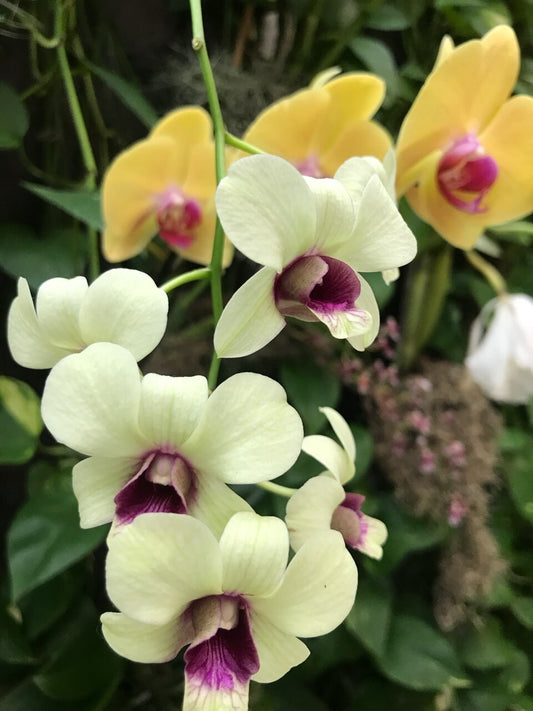 Personal Absentee Bodywork Inventory